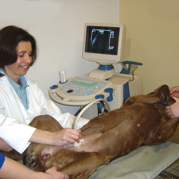 Ultraschalluntersuchung eines Hundes