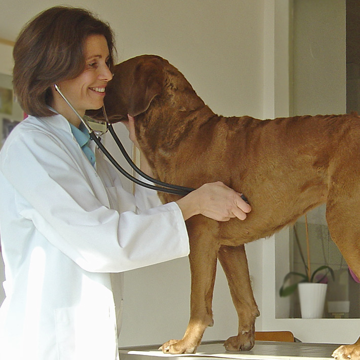 Fr. Dr. Schäkel behandelt einen Hund