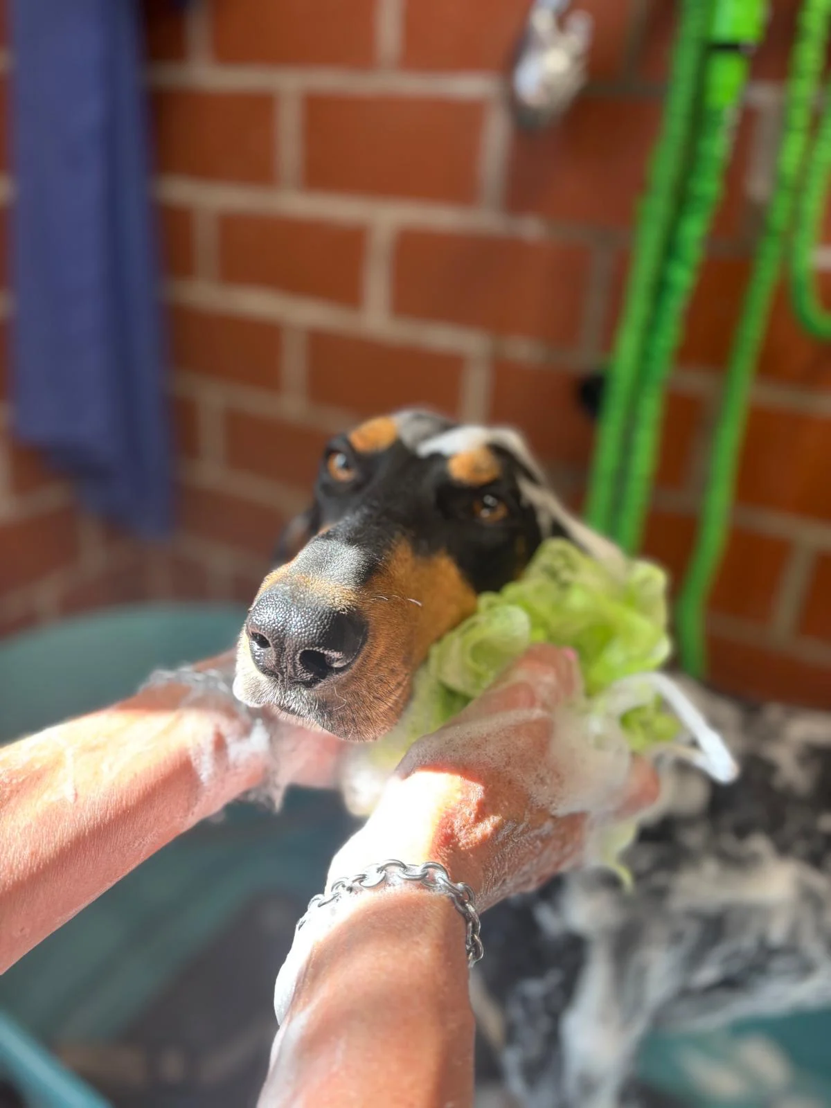 Hundesalon_Hundwaschen